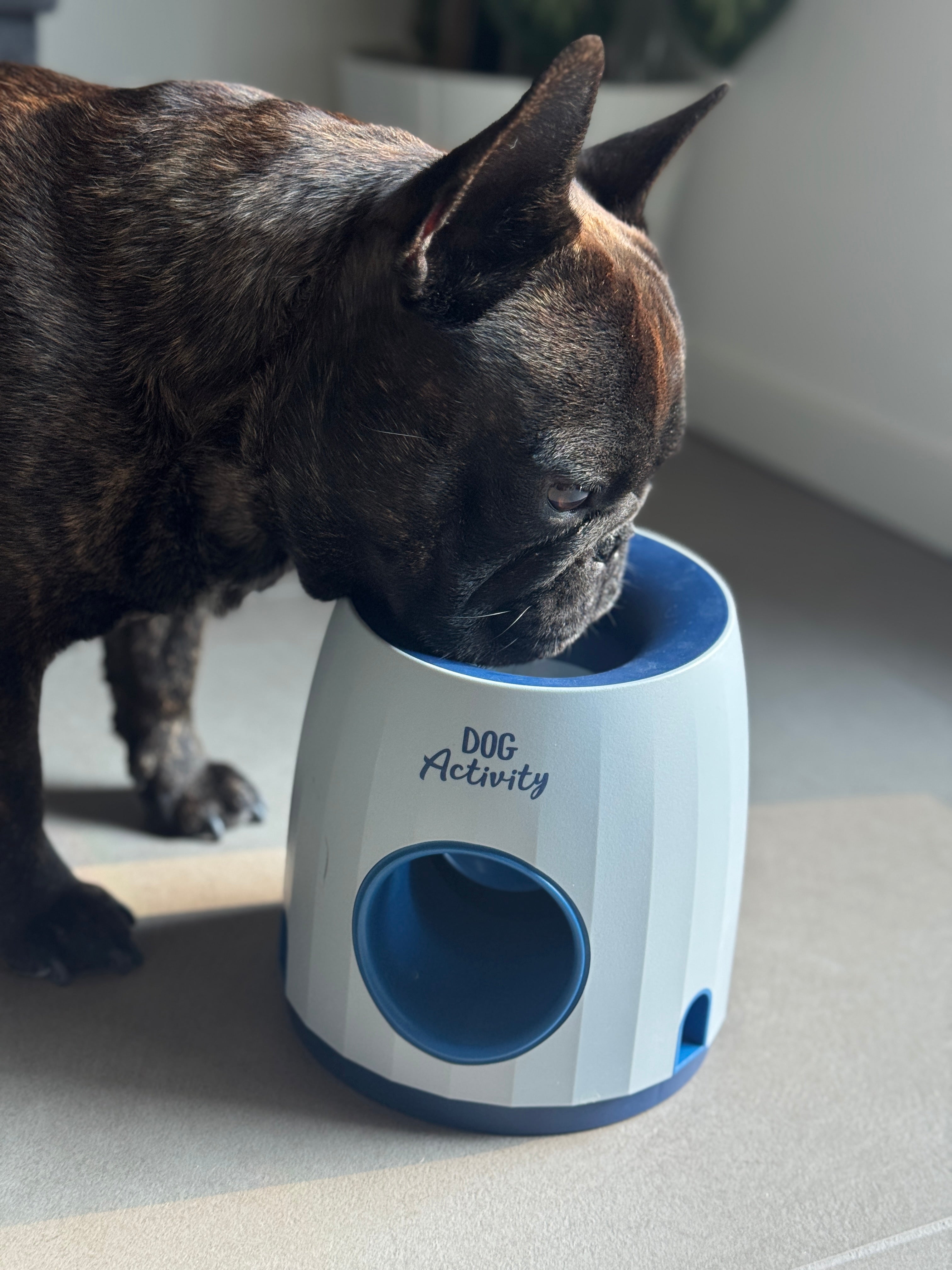 Trixie Palla e dolcetto